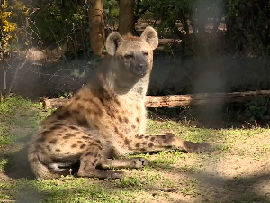 Палић: Две женке пегавих хијена нови становници Зоо врта