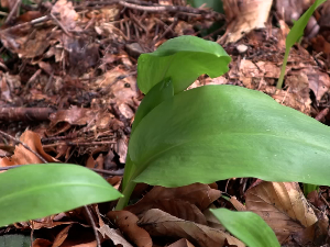 Откуд веровање у лековитост медвеђег лука
