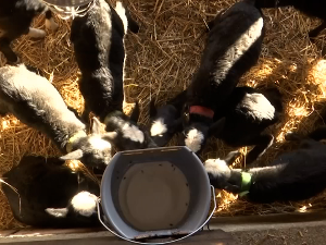 Песме на српском и финском за романовске овце у Ваљеву