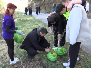 Испред манстира Градац нова стабла јоргована