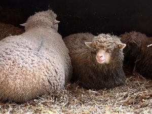 Зашто банатски фармери бацају вуну после шишања оваца?