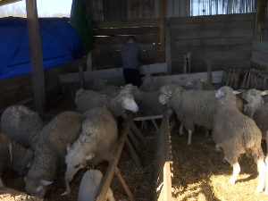 Моравке се враћају: Какве су предности узгоја домаће аутохтоне расе свиња