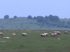 Сјеница - богата историја и добри људи