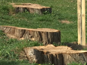 Лозница: Зашто су посечене тополе уз реку Штиру?