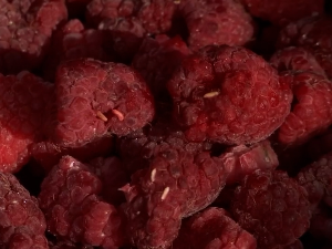 Азијска воћна мушица угрожава род малине и купине у ваљевском крају