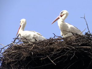 Мрчајевци: Више рода, више деце у вртићу и школи