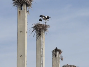  У Новом Саду највећа колонија белих рода у Србији 