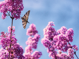 Ритам раног јутра