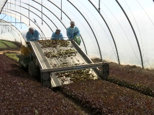  Како се прави домаћа салата са сремских њива на италијански начин