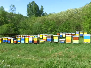 Каменово - село са највише пчелара у Србији