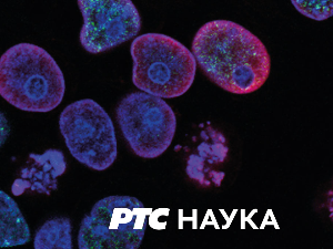 Квадратура круга: Историја Срба у слици и речи