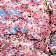 Трешњин цвет можете гледати широм света, али у Јапану је незабораван доживљај