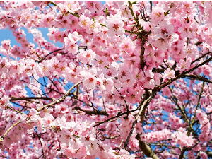 Трешњин цвет можете гледати широм света, али у Јапану је незабораван доживљај