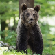 Медвед  упао на сахрану у Румунији