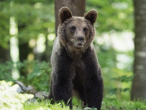 Медвед  упао на сахрану у Румунији