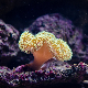 Да ли је „вантелесна оплодња за корале“ последња нада за спас коралних гребена