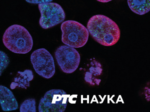 Светски: лекција 3	Мишевић