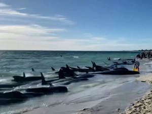 Китови пилоти насукани на обалама Аустралије, неки спашени, неки  угинули