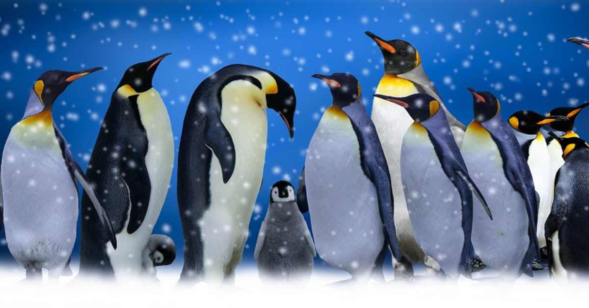 Хиљаде младунаца  царских пингвина је угинуло - ова харизматична врста могла би да нестане до краја века