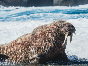 У Норвешкој се може штошта, али се моржеви не смеју узнемиравати