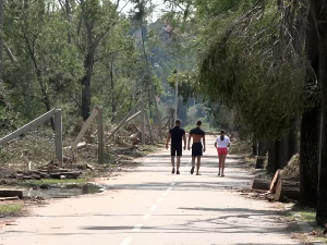 Колико је шума обновљено после прошлогодишњих олуја у Војводини 
