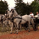 У Кикинди је некада било 5.000 коња, данас нешто више од стотину и то за кицошење и параду