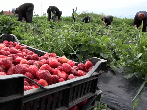 Зашто је у јабланичком округу ове године лошији род јагоде