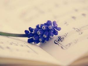 Жене у музици – Клио Теодоридис