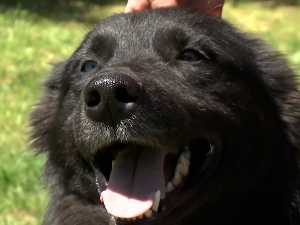 Како су у Шапцу смањили број напуштених паса на улицама