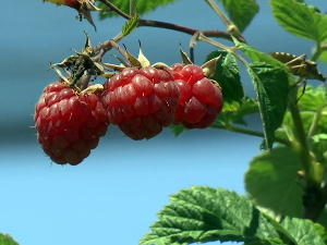  Временске непогоде у западној Србији преполовиле род малина