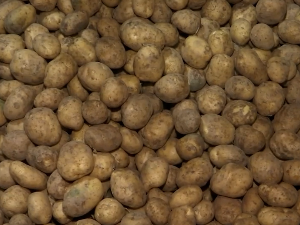 На први Међународни дан кромпира проверавамо да ли се исплати улагати у његову производњу