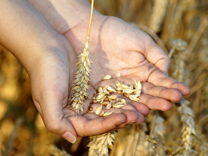 Светско тржиште има проблем, залихе пшенице биће најниже у последњих десет година – какво је стање у Србији