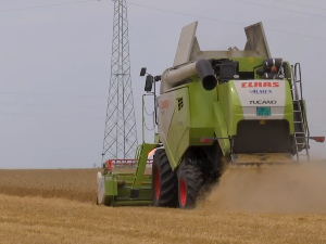 У Војводини је у току најранија жетва пшенице