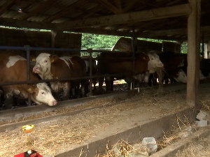 Ко у Србији води најбоље газдинство у области млекарства? 