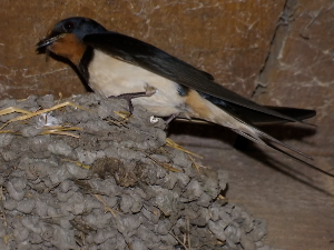 У чијем домаћинству се гнезди највише сеоских ластa?