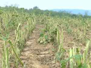Велика штета после невремена у Великом Градишту и Голупцу