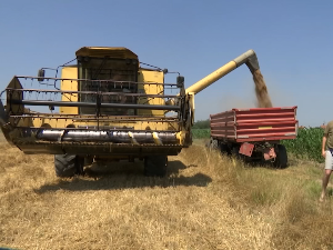 Цена по квалитету: Од ове жетве пшенице складиштари мере и проценат протеина у зрну