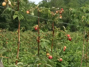 Какав је род малине у ваљевском крају