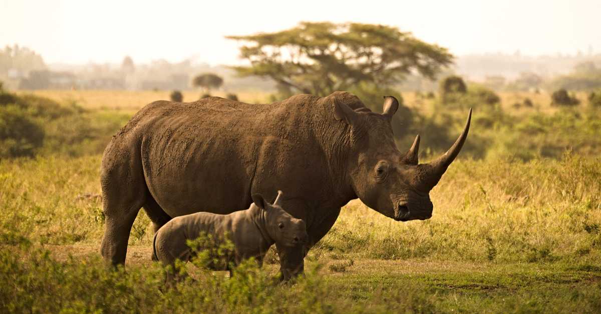 У каквој су вези радиоактивност и кријумчарење носорога