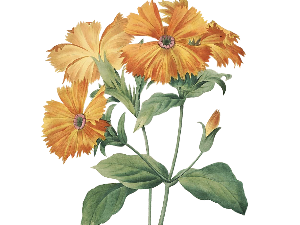 Добро јутро децо: Радио Невен 41