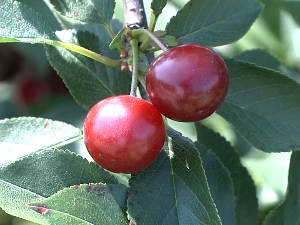 Берба вишања у Топличком крају: Род просечан, квалитет одличан