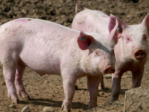Жену изуједала свиња у Алексинцу –  задобила више прелома, међу којима пршљена и ребра 