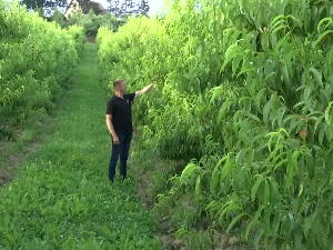 Производња воћа на дедовини у Драгачеву