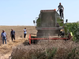 Топлички ратари задовољни приносима пшенице