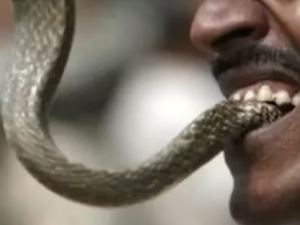 Ујед за ујед – Индијца ујела змија, а он њу два пута
