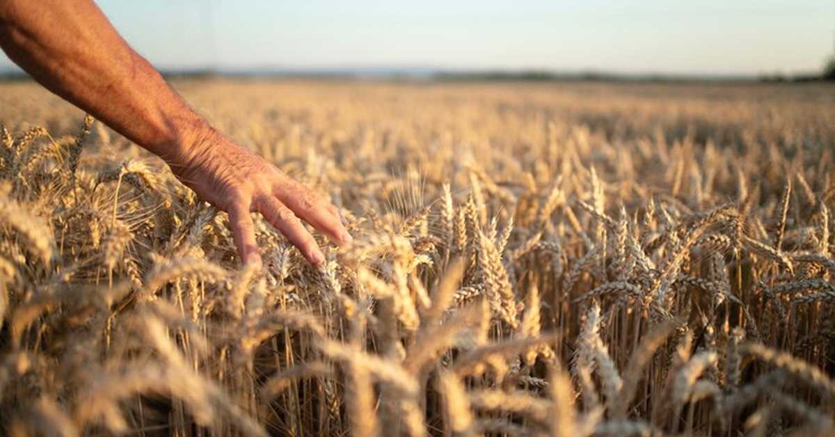 Kолекција пшенице од пре једног века може помоћи да не гладујемо због климатских промена
