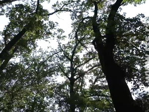 Мештани Баваништа против продајe шуме на ободу села