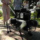 Роботизован пас – водич за слепе ради све кô и прави, а препознаје и светла на семафору