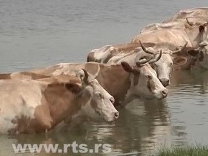 Јутарњи програм из три студија