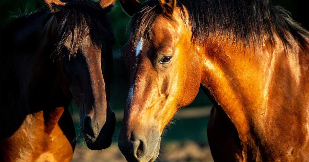 Коњи умеју да планирају и стратешки размишљају, откривају научници